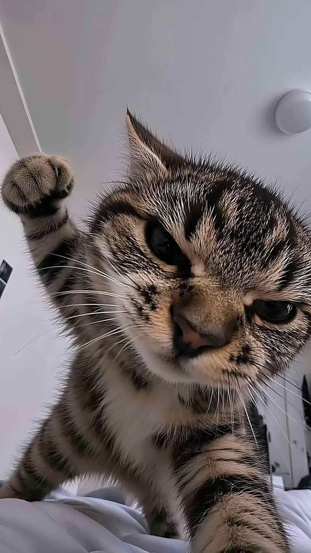 Шаблон «Злой Кот😾» — пример результата нейросети